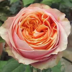 百亩花田教父\玛利亚纳塔莱 月季花苗 日本包子切花灌木勤花月季