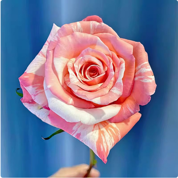 幻彩月季 切花品种 灌木大花 粉色条纹 切花玫瑰 直立 勤花 多季