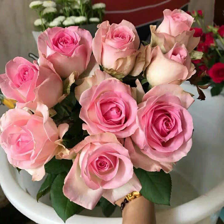 桃红雪山 切花月季扦插花苗大花粉色阳台庭院盆栽多季开花