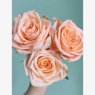 浅橘粉 新品 花苗 月季 大花灌木直立切花玫瑰庭院阳台盆栽 柏拉图