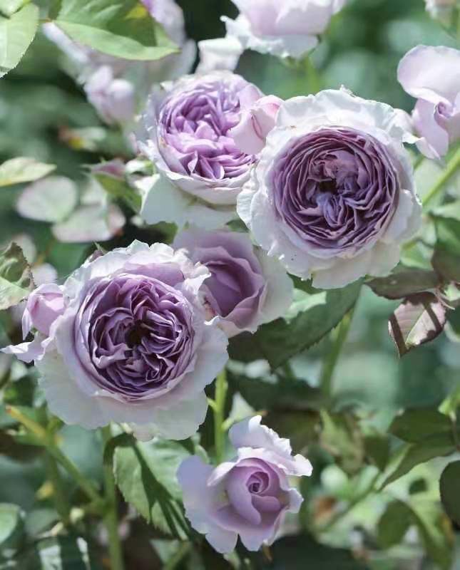 芳芳家 | 丽/利拉 日本新品花卉木本玫瑰花苗盆栽阳台月季中香