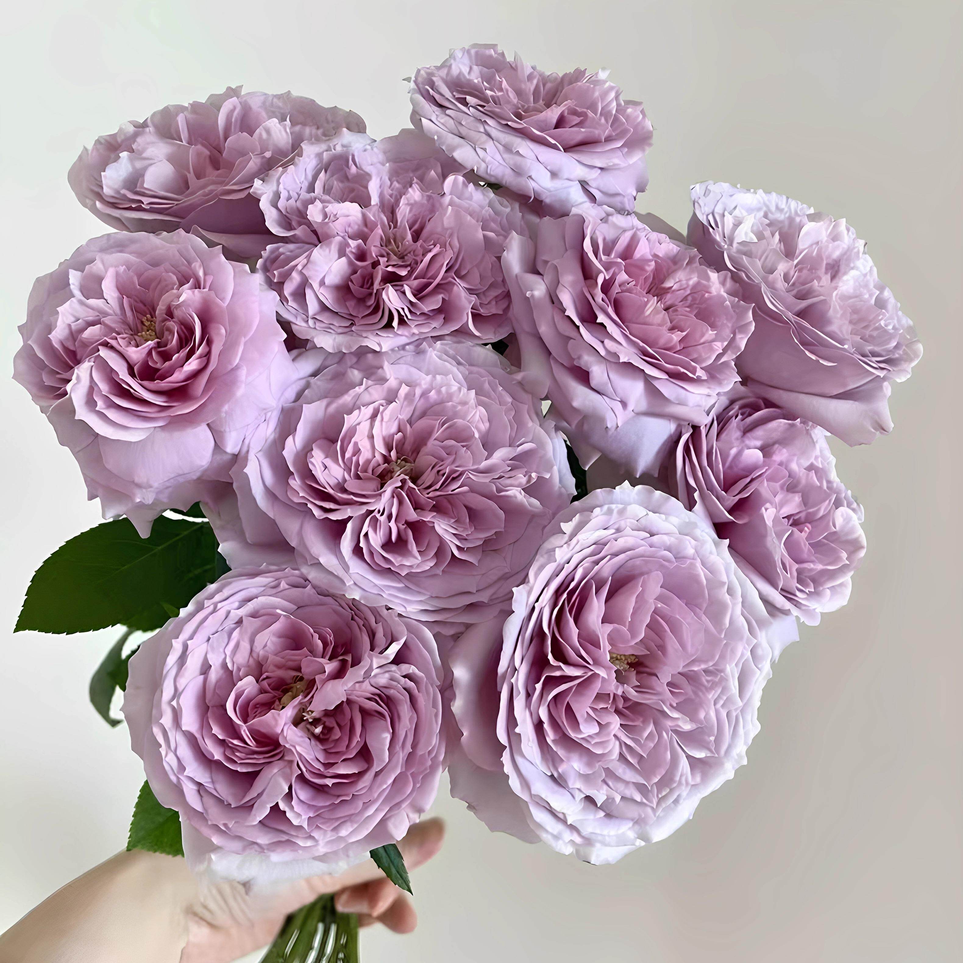 重启/重生/帕里蒂尔 日本紫色月季花苗浓香切花灌木 阳台庭院盆栽