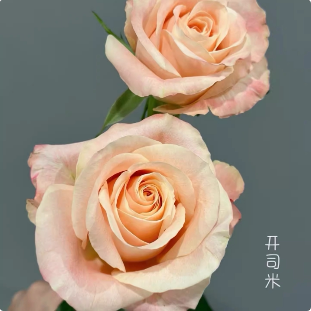 开司米单头露天新品月季花苗花期长开放度好温柔的果冻粉花色