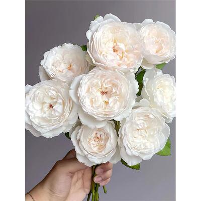 毛茸茸月季八木玫瑰园