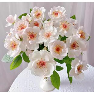 杰奎琳杜普蕾月季 灌木浓香丰花抗病多季节开花