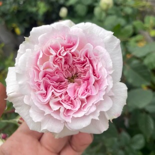 新品 瑟西 月季花苗 木村卓功 重瓣大花灌木多头切花庭院阳台盆栽