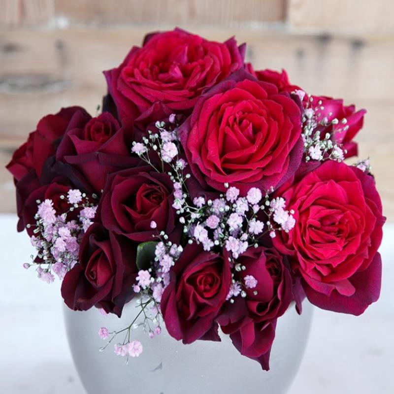 狄安娜伯爵夫人/暗夜芬芳 月季花苗科尔德斯灌木浓香阳台庭院盆栽