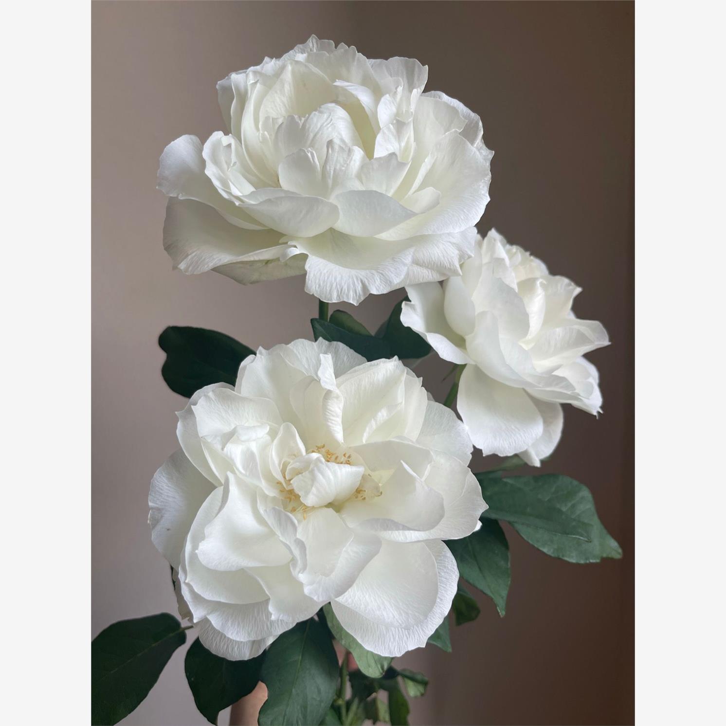 一百亩花田 白勃艮第 日本超新品花园木本玫瑰花苗盆栽阳台月季