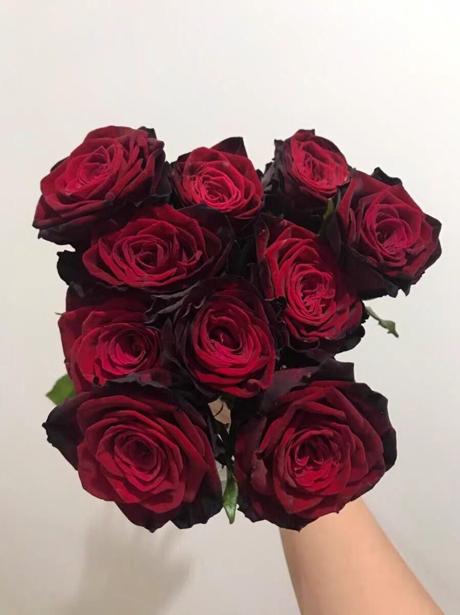 芳芳家 | 黑金 超新品花园玫瑰花苗盆栽阳台月季切花花卉包对版