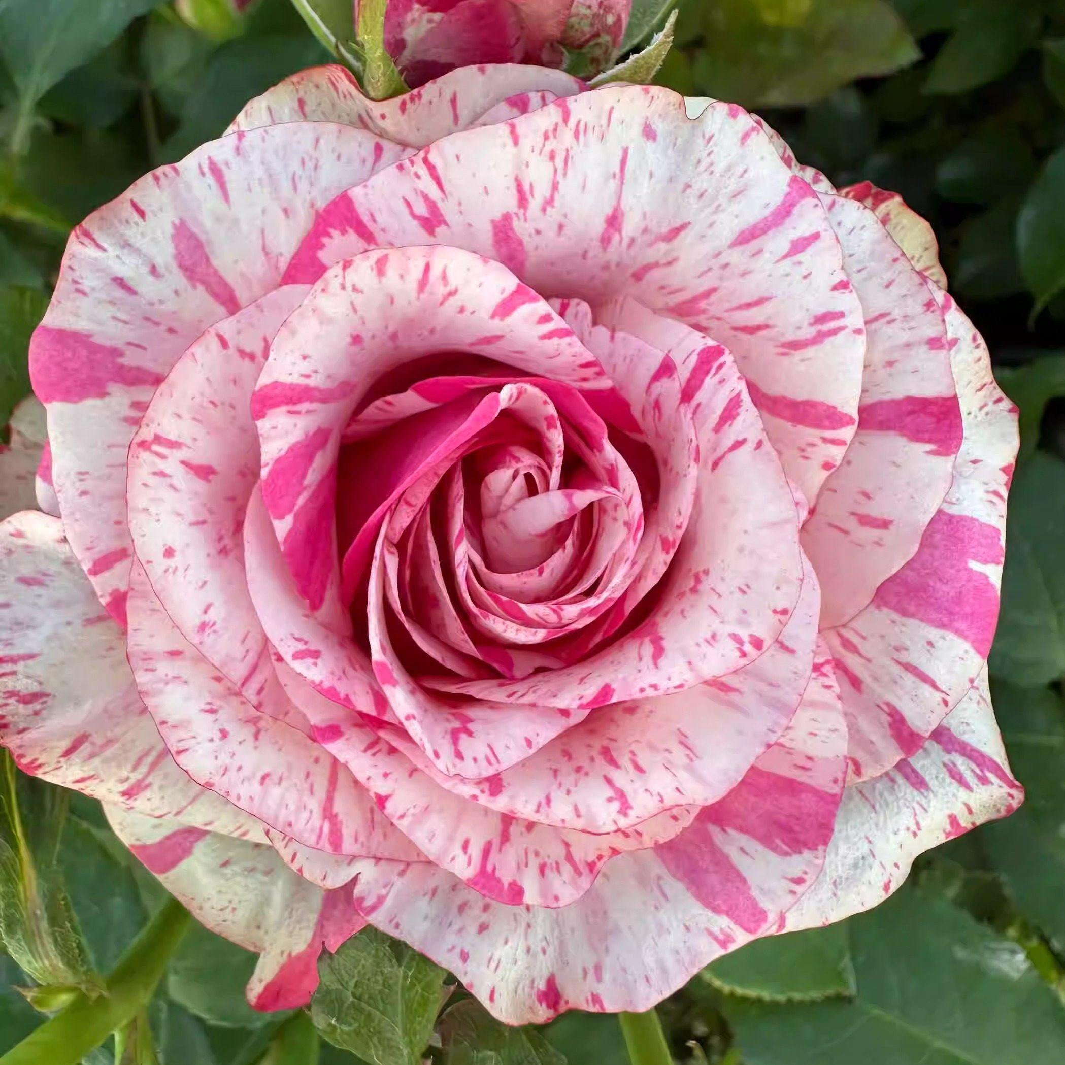 一百亩花田 魔法时间 magic times2024月季花苗大花条纹灌木盆栽