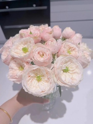 超新品达林顿 粉粉的少女心仙仙的小奶包子 温差开白属于正常耐热