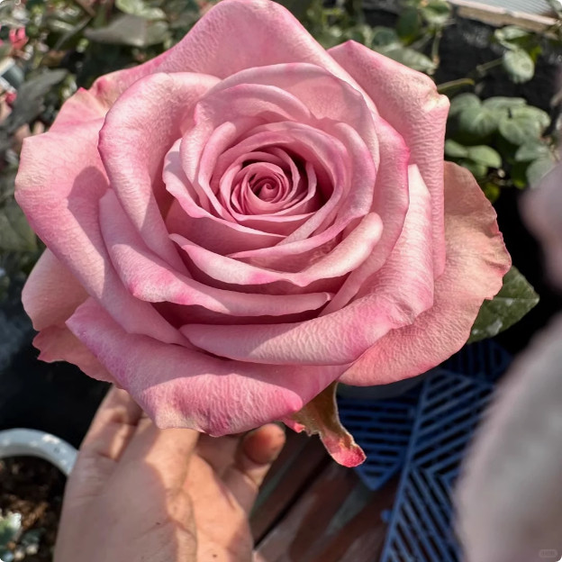 甜蜜曼塔 进口玫瑰大花多季开花庭院阳台盆栽切花月季花苗