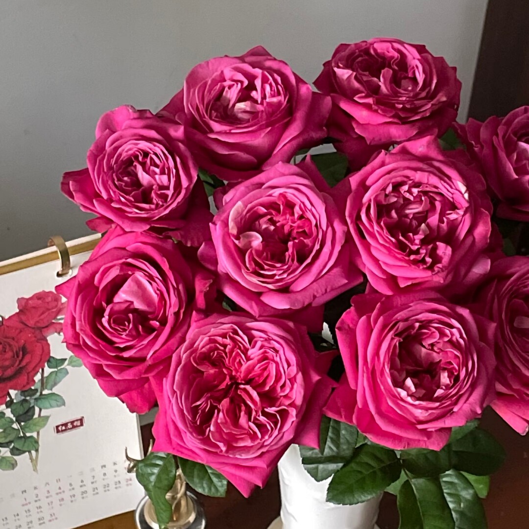 新品 火热印象 月季花苗 大花重瓣灌木直立勤花浓香庭院阳台盆栽