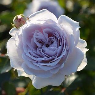 一百亩花田 飞机云 轨迹木村卓功日本2025超新品月季花苗盆栽植物