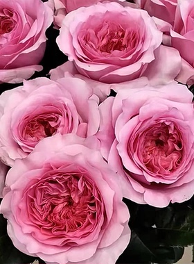 米莉森特月季 奥斯汀 灌木大花浓香 粉色切花玫瑰 直立 勤花 抗病