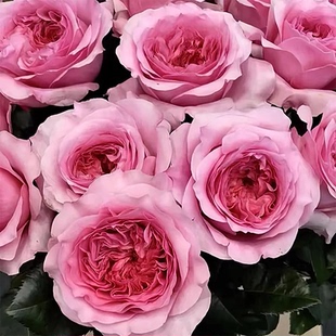 米莉森特月季 奥斯汀 灌木大花浓香 粉色切花玫瑰 直立 勤花 抗病
