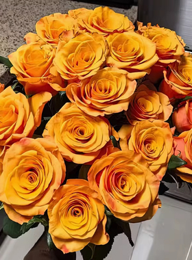 大亨月季 Interplant 灌木大花切花玫瑰橙黄色 别名泰坤/辉煌月季