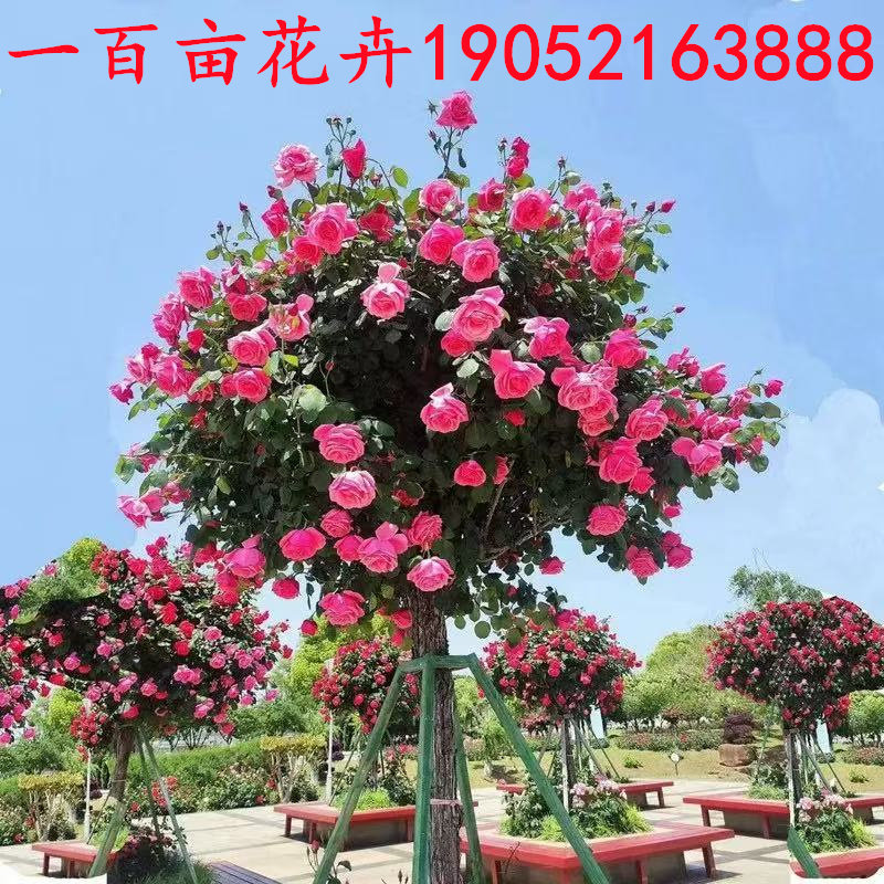 树状棒棒糖树桩月季花苗室外庭院植物盆栽绿植玫瑰花树苗多季开花