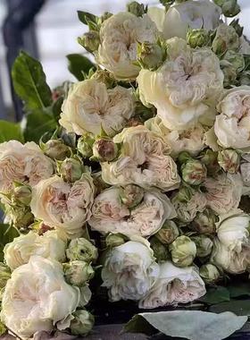 维多利亚夏天月季 VIP农场 灌木大花 切花玫瑰 白绿色 直立粗壮