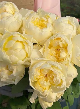 朦胧月色月季 朱丽叶芽变 灌木大花 切花直立 亮黄色 抗病 耐雨淋