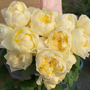 朦胧月色月季 朱丽叶芽变 灌木大花 切花直立 亮黄色 抗病 耐雨淋