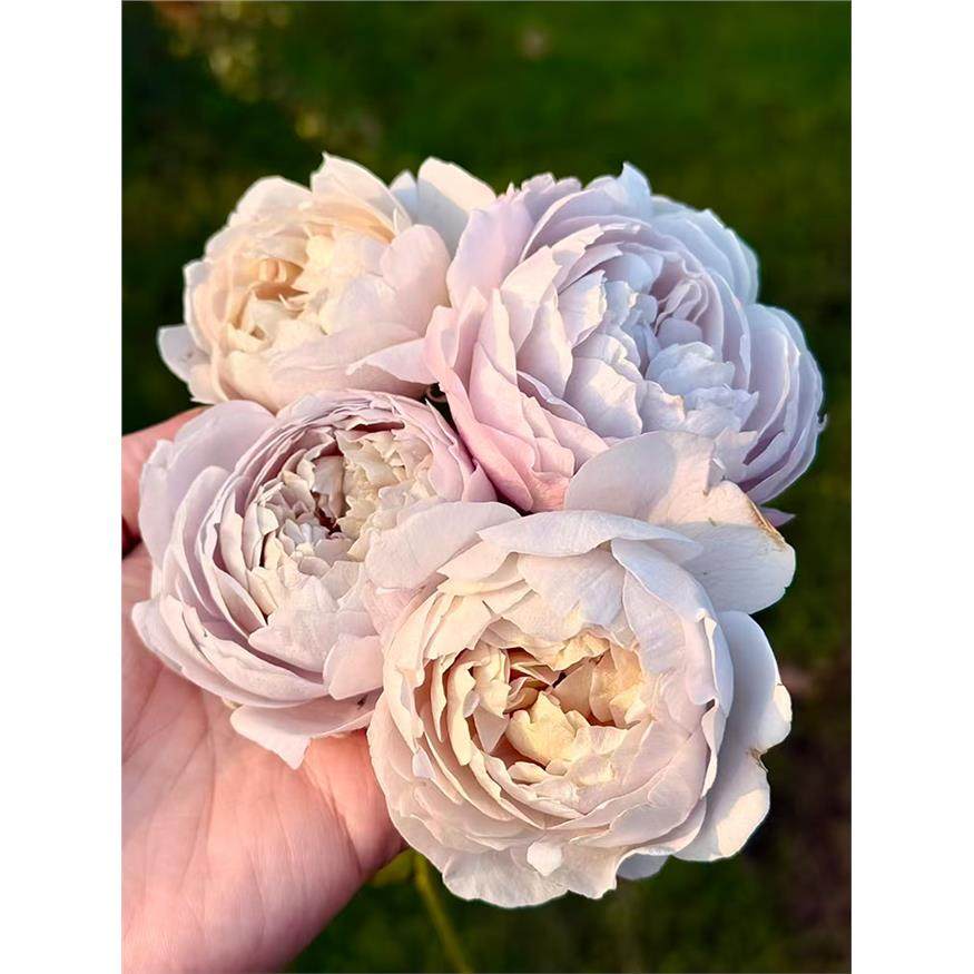 烟霞客月季 国月 灌木大花浓香 复古色 直立勤花 多季开花 盆栽苗