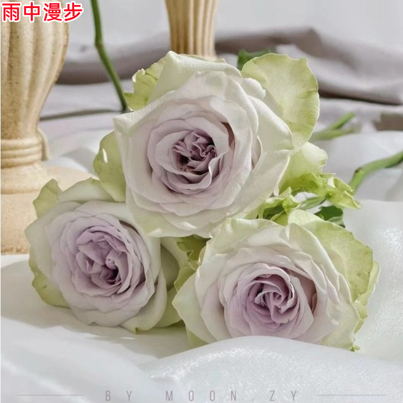 新品肯尼亚【雨中漫步】