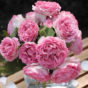 【国产月季】灌木月季花苗大花浓香切花直立爬藤多季开花天狼品种