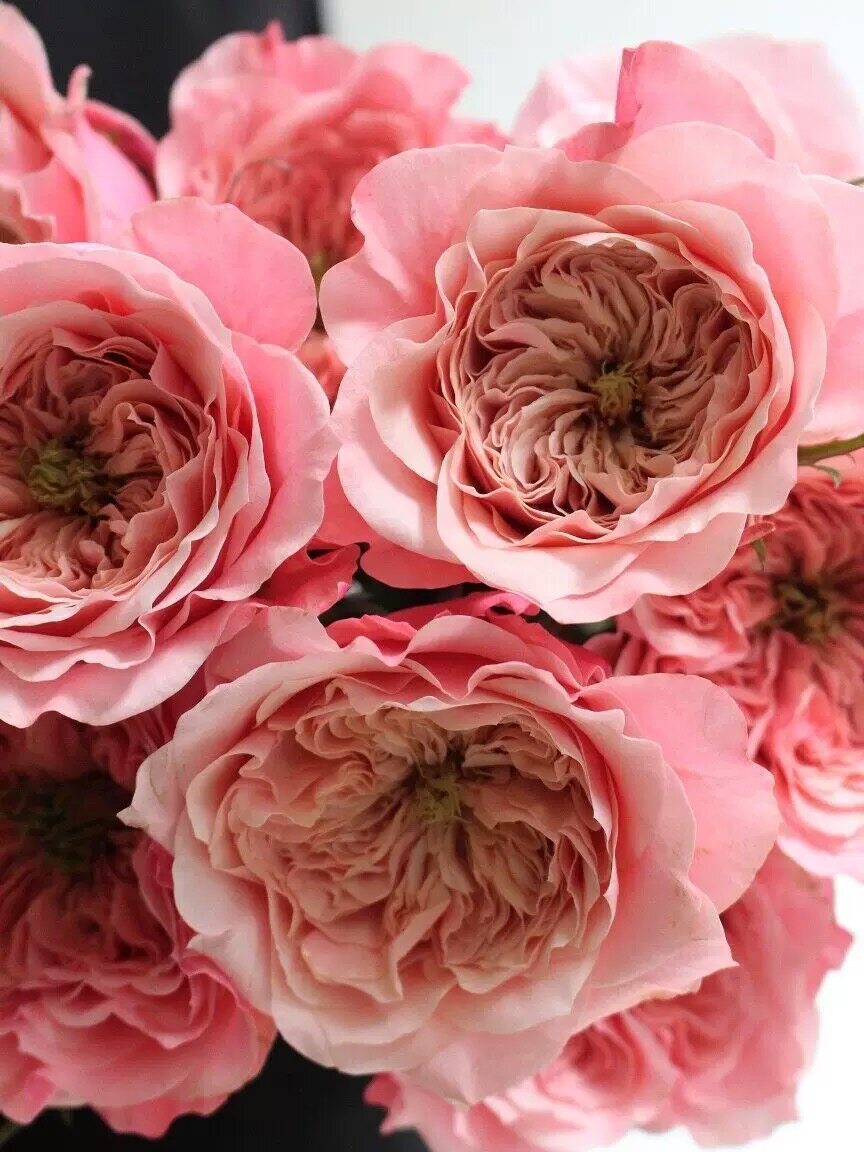 一百亩花田、美琴 日本超新品花园玫瑰花苗盆栽月季花卉