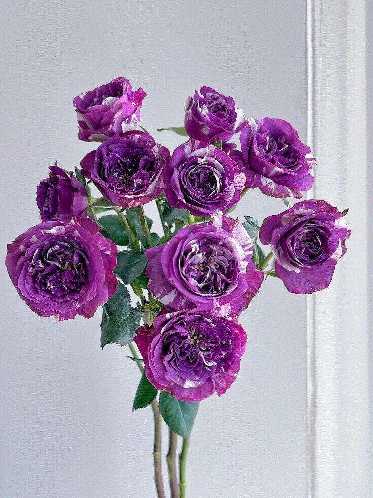一百亩花田、芬芳宝石日本月季紫色条纹强香微月开花机器适合阳台
