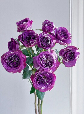 一百亩花田、芬芳宝石日本月季紫色条纹强香微月开花机器适合阳台