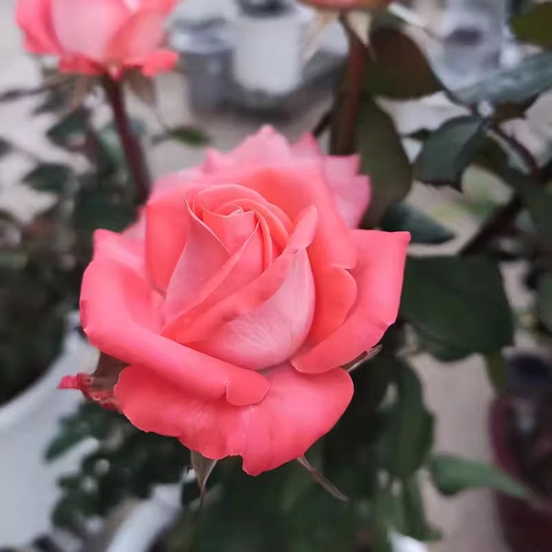 一百亩花卉 | 歌迪娜/贾尔迪纳月季 灌木大花 切花玫瑰 直立勤花图片