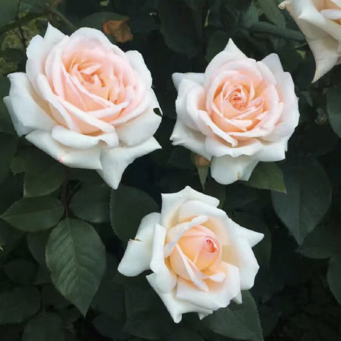 花园宝藏月季花苗奶油粉
