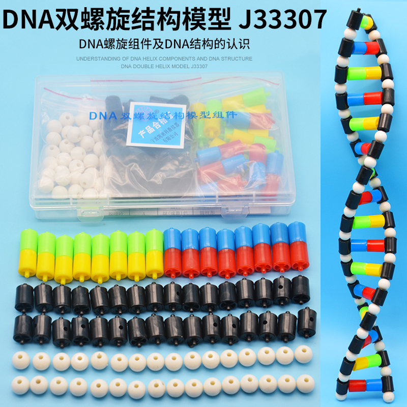 DNA双螺旋结构模型组件拼接遗传基因和变异