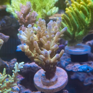 硬骨珊瑚 麒麟sps断枝母体人工繁殖活体珊瑚A属蓝白光都好看 特价