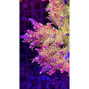 精品金毛彩头南瓜派 母体断枝都有 可切可整 稀有SPS硬骨珊瑚