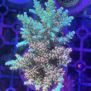 硬骨珊瑚rr屠龙刀母体断枝新手试水套餐A属珊瑚人工繁殖活体珊瑚