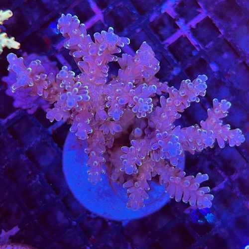 硬骨珊瑚精品rr美杜莎母体 断枝 SPS珊瑚人工繁殖A属硬骨活体珊瑚