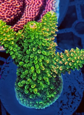 硬骨珊瑚rr精品母体断枝新手试水套餐spsA属珊瑚人工繁殖活体珊瑚