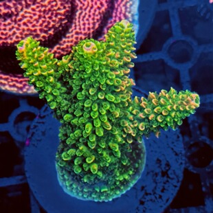 硬骨珊瑚rr精品母体断枝新手试水套餐spsA属珊瑚人工繁殖活体珊瑚