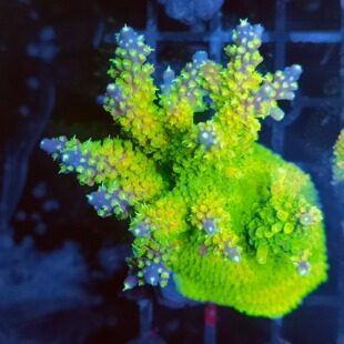 硬骨珊瑚RR苹果白兰地SPS珊瑚母体断枝 活体人工新手试水断枝珊瑚