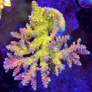 粉红凯迪拉克 金花粉花双色 养定包底老货 sps硬骨珊瑚断枝母体