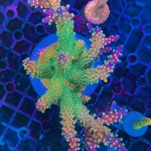 A属糖果屋母体断枝好养特价活体珊瑚SPS硬骨新手入门试水套餐组合