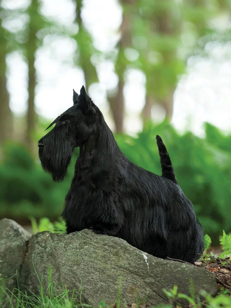 京城老炮纯种苏格兰梗犬活体苏格兰黑色梗小型犬宠物狗狗西高地