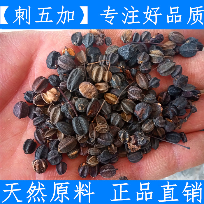 东北刺五加籽纯刺五加子果新鲜生晒干货土特产500g无硫