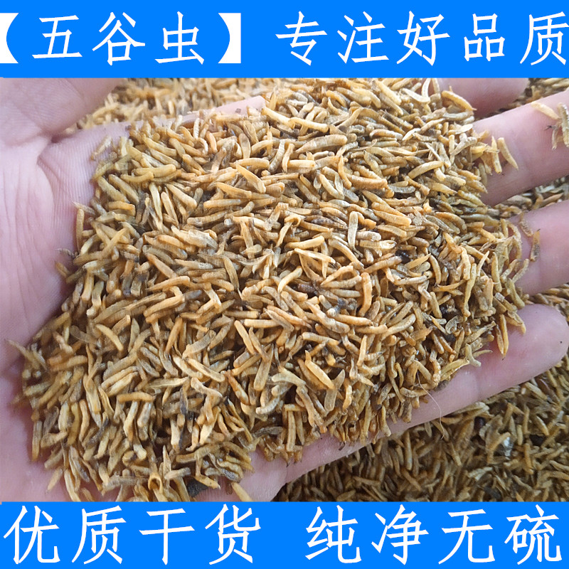 原料中药材五谷虫 无谷虫 蛆 蝇蛆干 纯净水仙子 500克新鲜干货