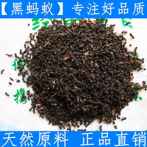 黑蚂蚁 新货广西横县黄山蚁 500克正品干货支持验货另有红蚂蚁