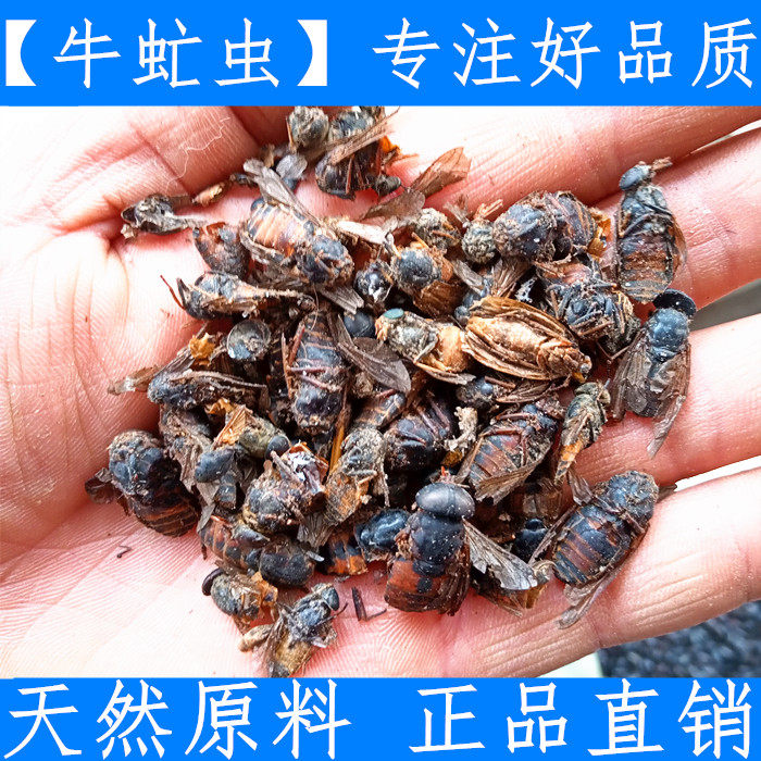 原料中药材牛虻虫干货 牤虫牛蚊子牛蝇子牛苍蝇牛虻虫250克纯净货