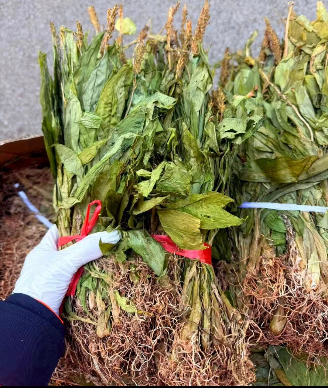 贵州见血清中药材500g天然中草药见血清草明月草干货包邮新货上市
