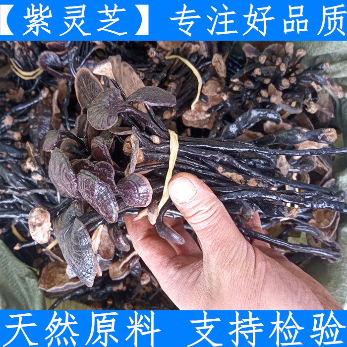 海南竹灵芝250g 新鲜干货 整枝长颈竹林紫灵芝小红灵芝煲汤料
